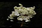 大枝掛繡球-花11.JPG