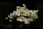大枝掛繡球-花12.JPG