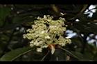 大枝掛繡球-花14.JPG
