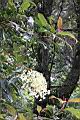 大枝掛繡球-花20.jpg
