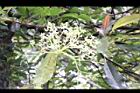 大枝掛繡球-花22.jpg