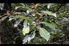 大枝掛繡球-花24.jpg