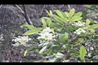 大枝掛繡球-花29.jpg