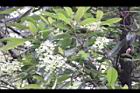 大枝掛繡球-花30.jpg