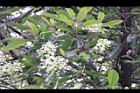 大枝掛繡球-花31.jpg