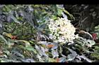大枝掛繡球-花32.jpg