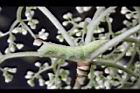 大枝掛繡球-花33.jpg