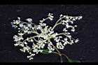 大枝掛繡球-花41.jpg