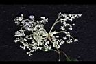 大枝掛繡球-花44.jpg
