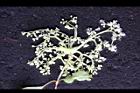 大枝掛繡球-花49.jpg