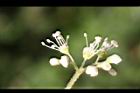 大枝掛繡球-花50.jpg