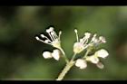 大枝掛繡球-花51.jpg