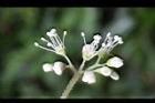 大枝掛繡球-花52.jpg