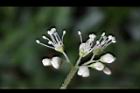 大枝掛繡球-花53.jpg