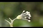 大枝掛繡球-花55.jpg