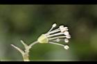 大枝掛繡球-花56.jpg