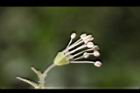大枝掛繡球-花57.jpg