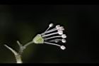 大枝掛繡球-花58.jpg