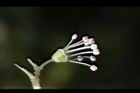 大枝掛繡球-花59.jpg