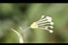 大枝掛繡球-花60.jpg