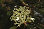 大枝掛繡球-花66.JPG