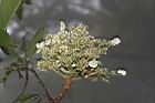 大枝掛繡球-花69.JPG