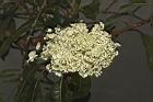 大枝掛繡球-花70.JPG