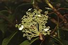 大枝掛繡球-花71.JPG