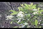 大枝掛繡球-花序00.jpg