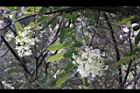 大枝掛繡球-花序01.jpg
