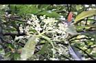大枝掛繡球-花序02.jpg
