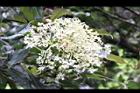 大枝掛繡球-花序03.jpg