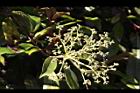 大枝掛繡球-花序04.JPG