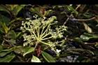 大枝掛繡球-花序05.JPG