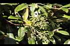 大枝掛繡球-花序07.JPG