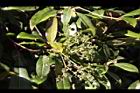 大枝掛繡球-花序08.JPG
