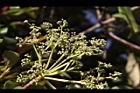 大枝掛繡球-花序10.JPG