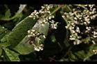 大枝掛繡球-花序11.JPG