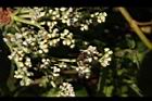 大枝掛繡球-花序12.JPG
