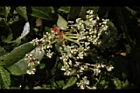 大枝掛繡球-花序15.JPG