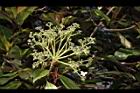 大枝掛繡球-花序17.JPG