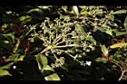 大枝掛繡球-花序19.JPG
