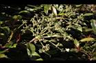 大枝掛繡球-花序20.JPG