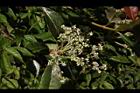 大枝掛繡球-花序21.JPG