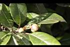 大枝掛繡球-花苞03.JPG