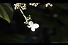 大枝掛繡球-萼片00.JPG