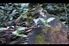 大枝掛繡球54.jpg