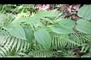 大武牛尾菜-花苞0.JPG