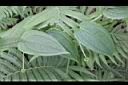 大武牛尾菜-花苞1.JPG