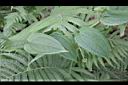 大武牛尾菜-花苞3.JPG